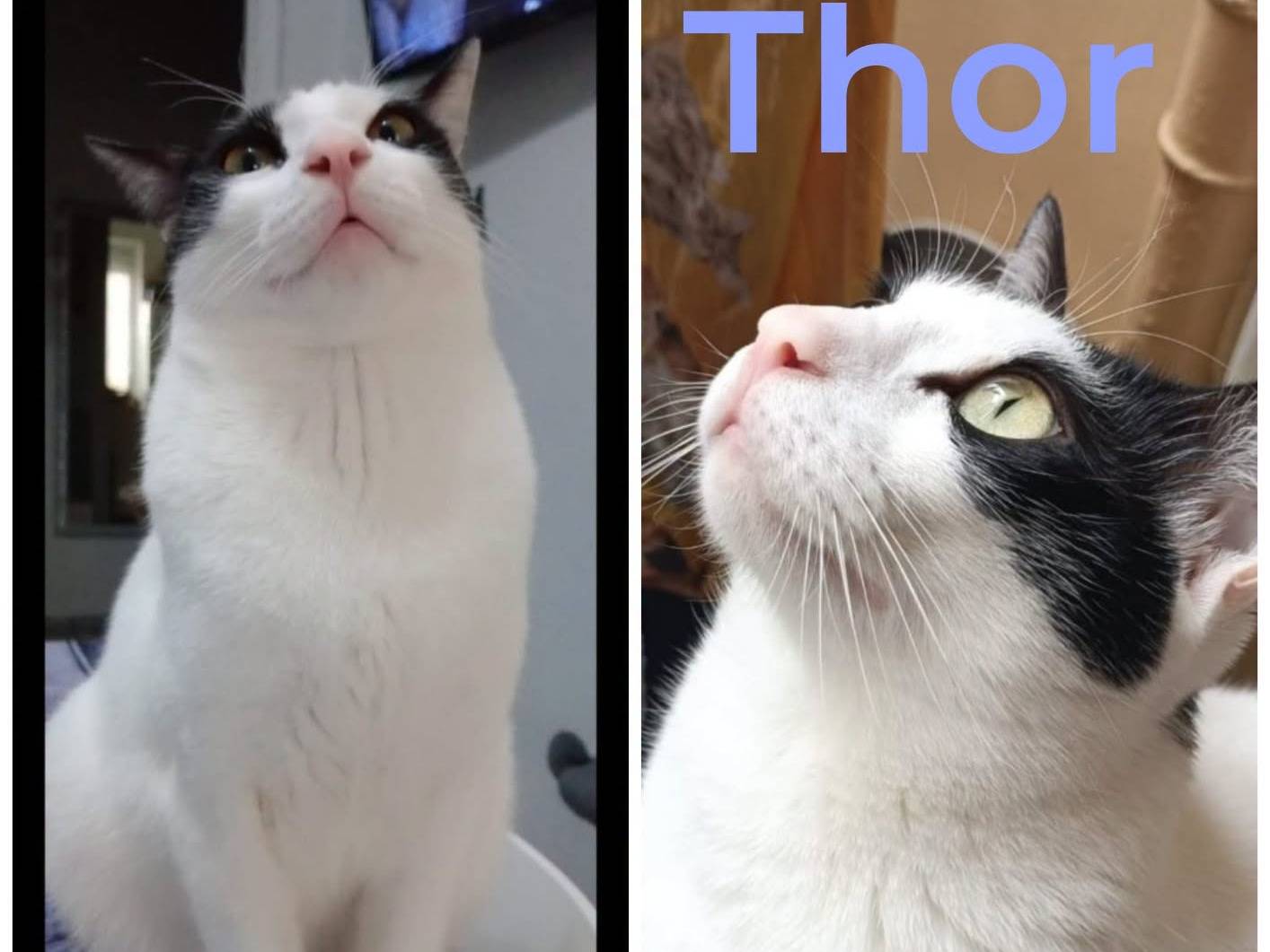 Adozione gatto, maschio, Razza sconosciuta Razza sconosciuta, 5 anni e 3 mesi, taglia non valida, Torino