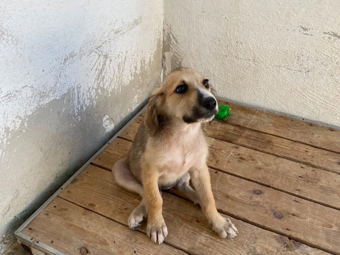 Adotta un cane, femmina, 4 mesi, Caserta