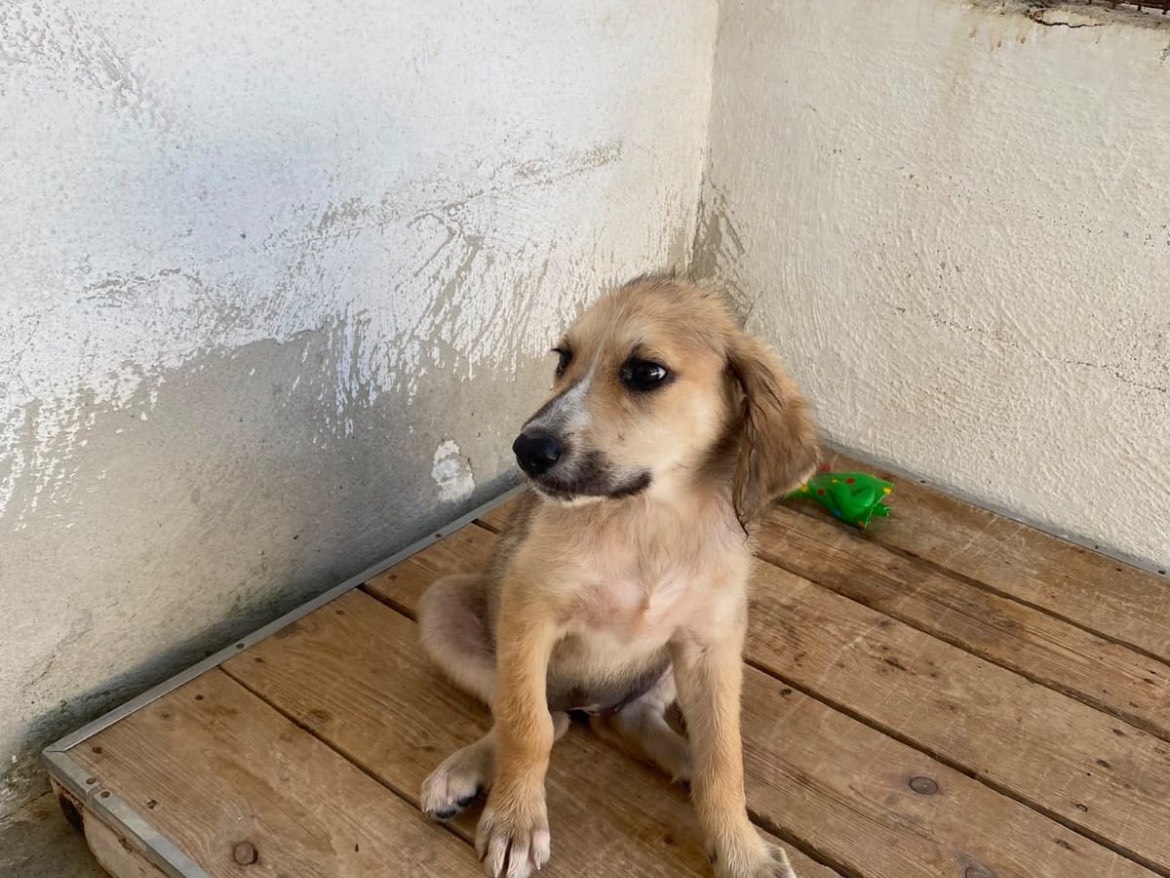 Adotta un cane, taglia media, femmina, Caserta