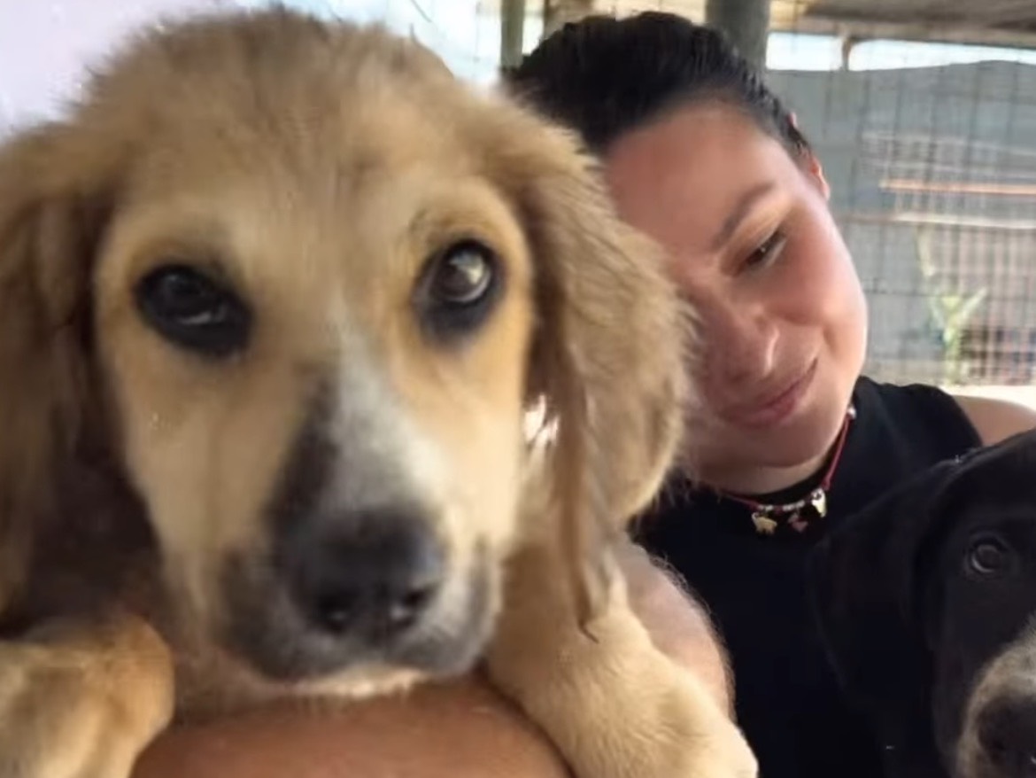 Vuoi adottare un cane a Caserta?
