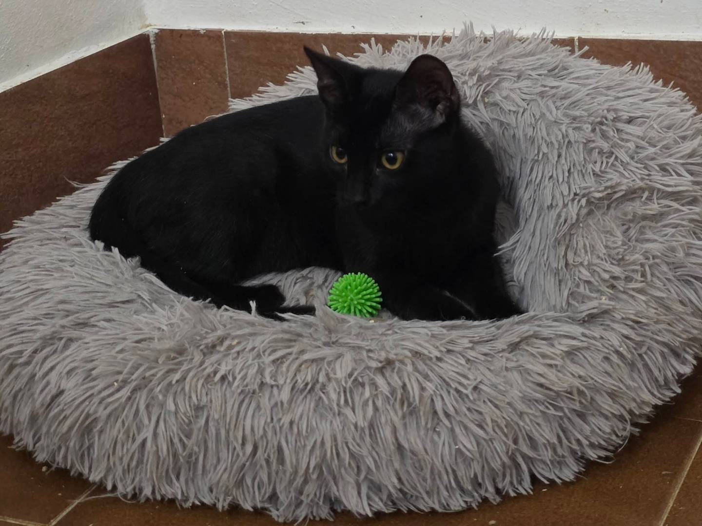 Adotta un gatto, taglia non valida, maschio, Pisa