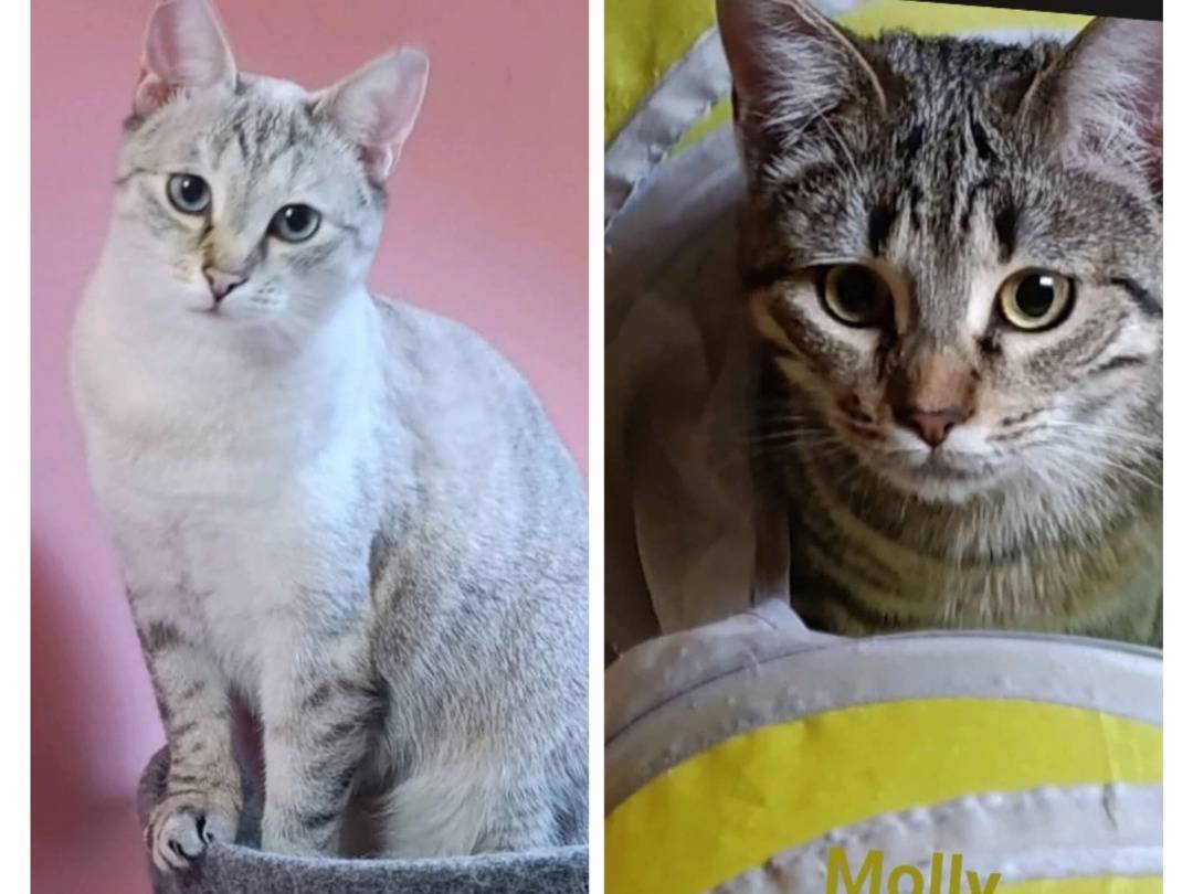 Adozione gatto, femmina, Razza sconosciuta Razza sconosciuta, 1 anno e 3 mesi, taglia non valida, Milano