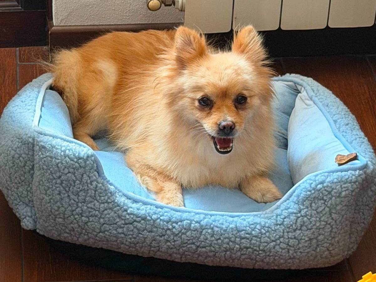Adozione cane, femmina, Spitz Razza sconosciuta, 2 anni e 1 mese, taglia piccola, Cremona