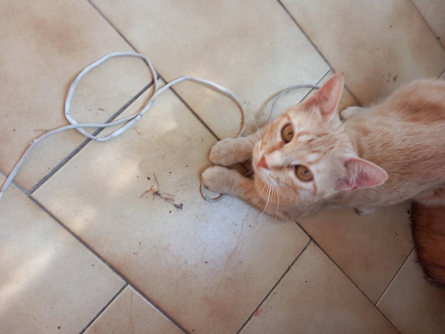 Adotta un gatto, femmina, 8 mesi, Barletta