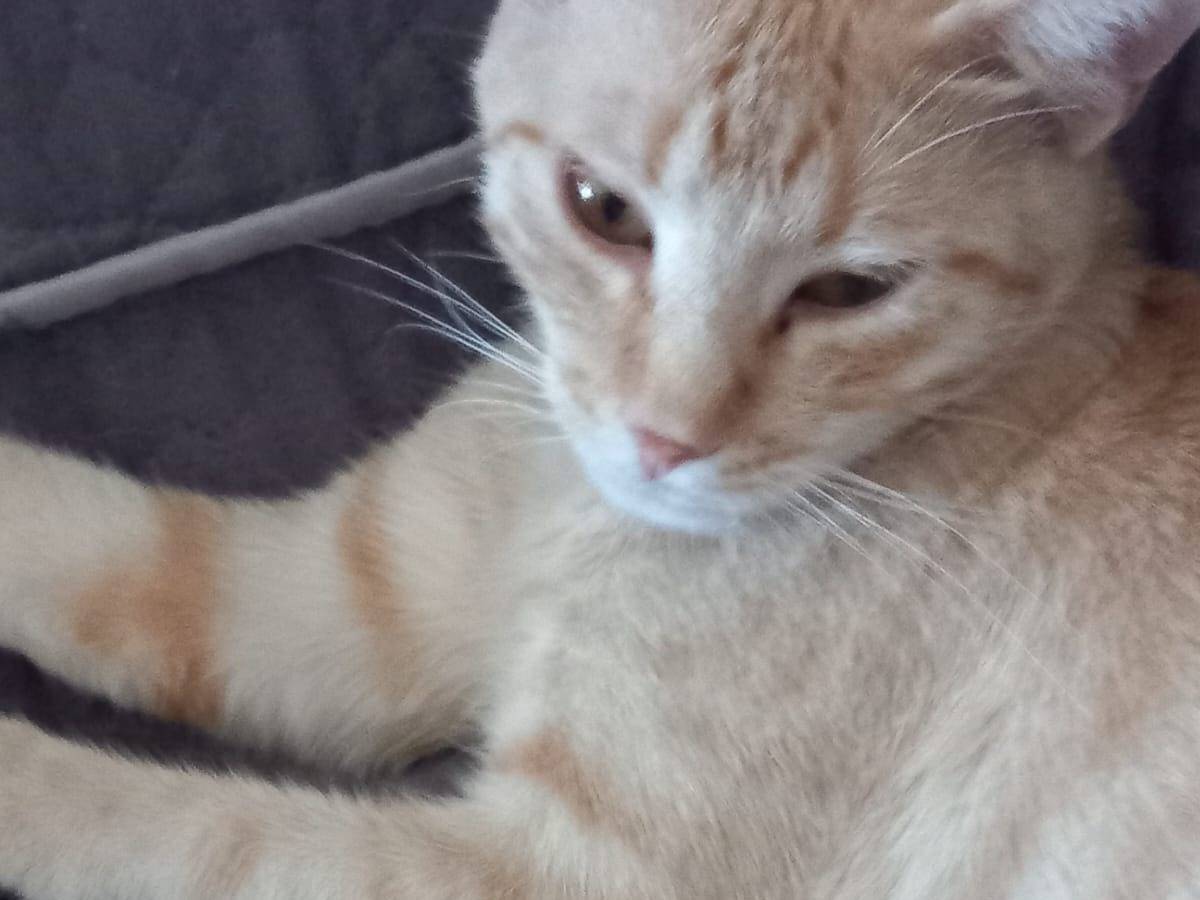 Adotta un gatto, taglia non valida, femmina, Barletta