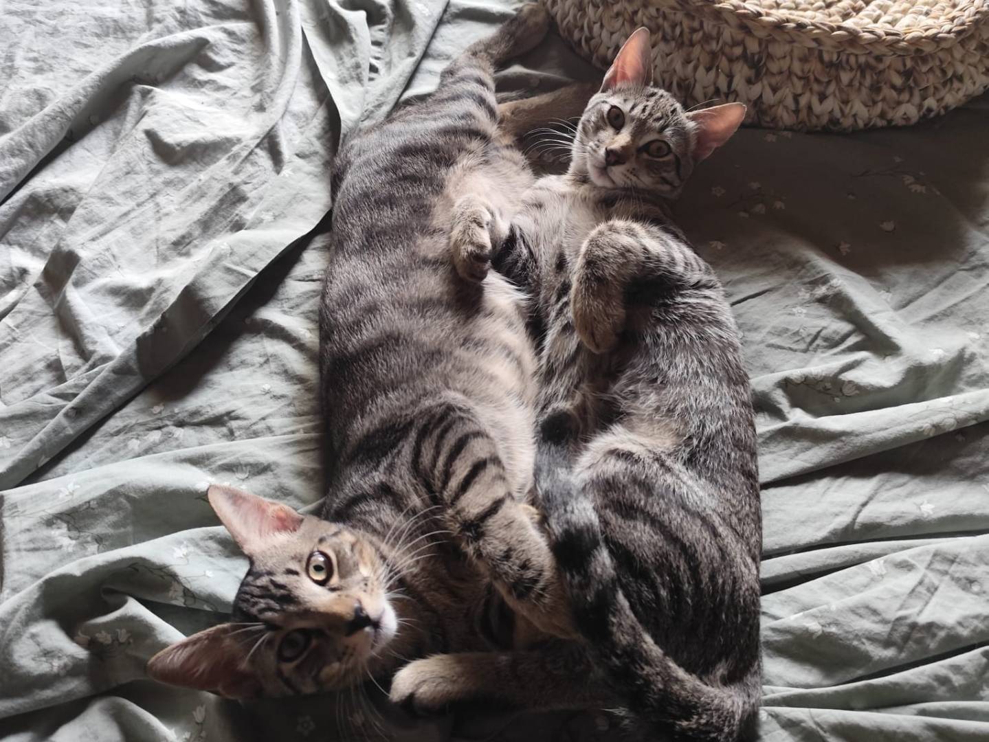 Adotta un gatto, taglia non valida, maschio, Pavia