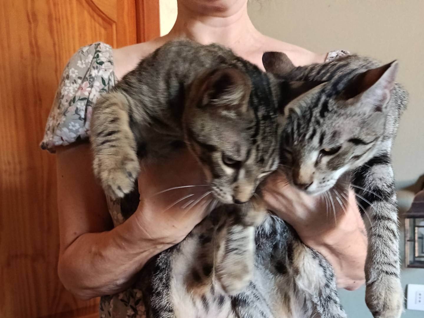 Vuoi adottare un gatto a Pavia?