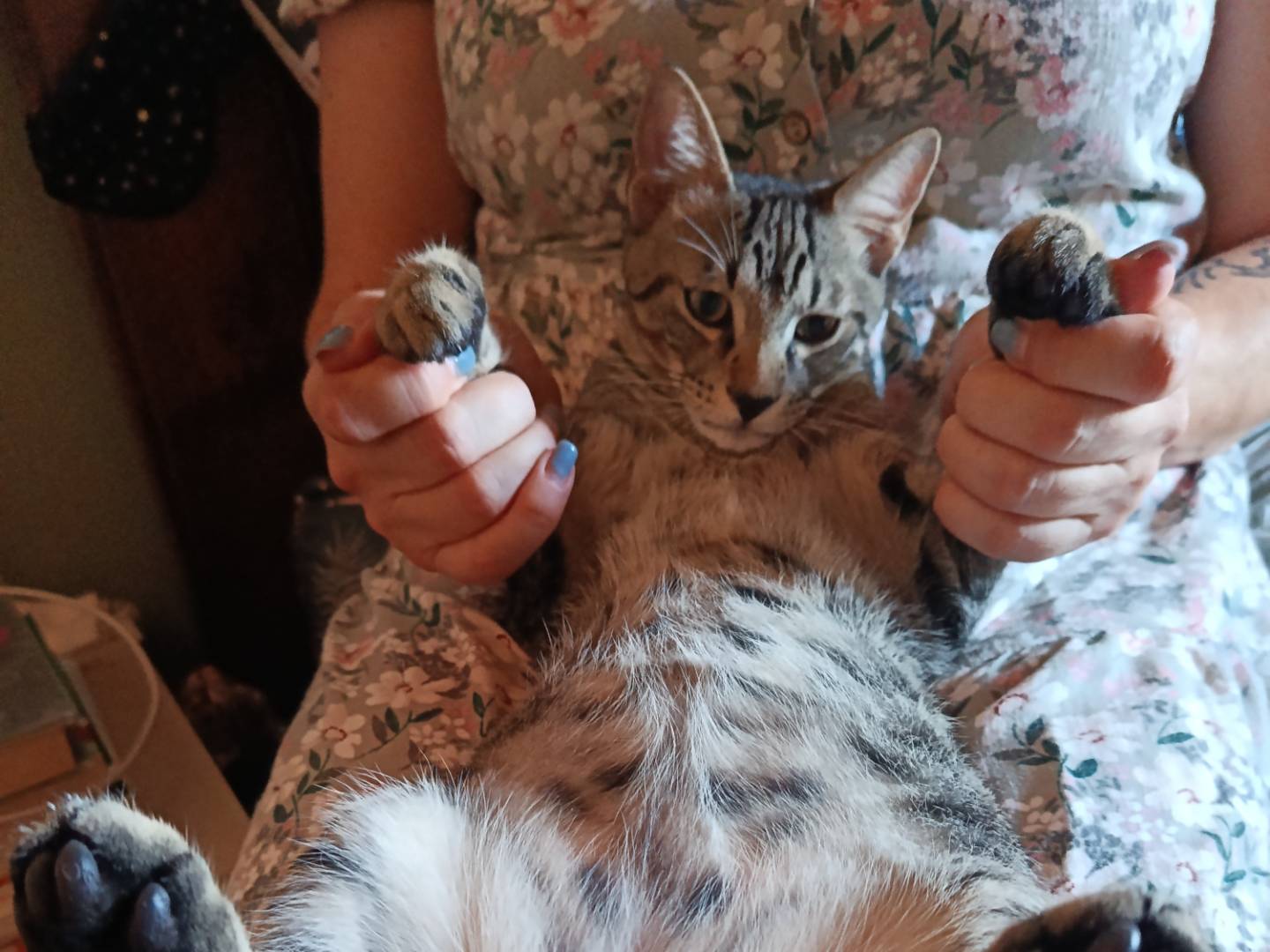 Adotta il gatto CIP e CIOP  a Pavia