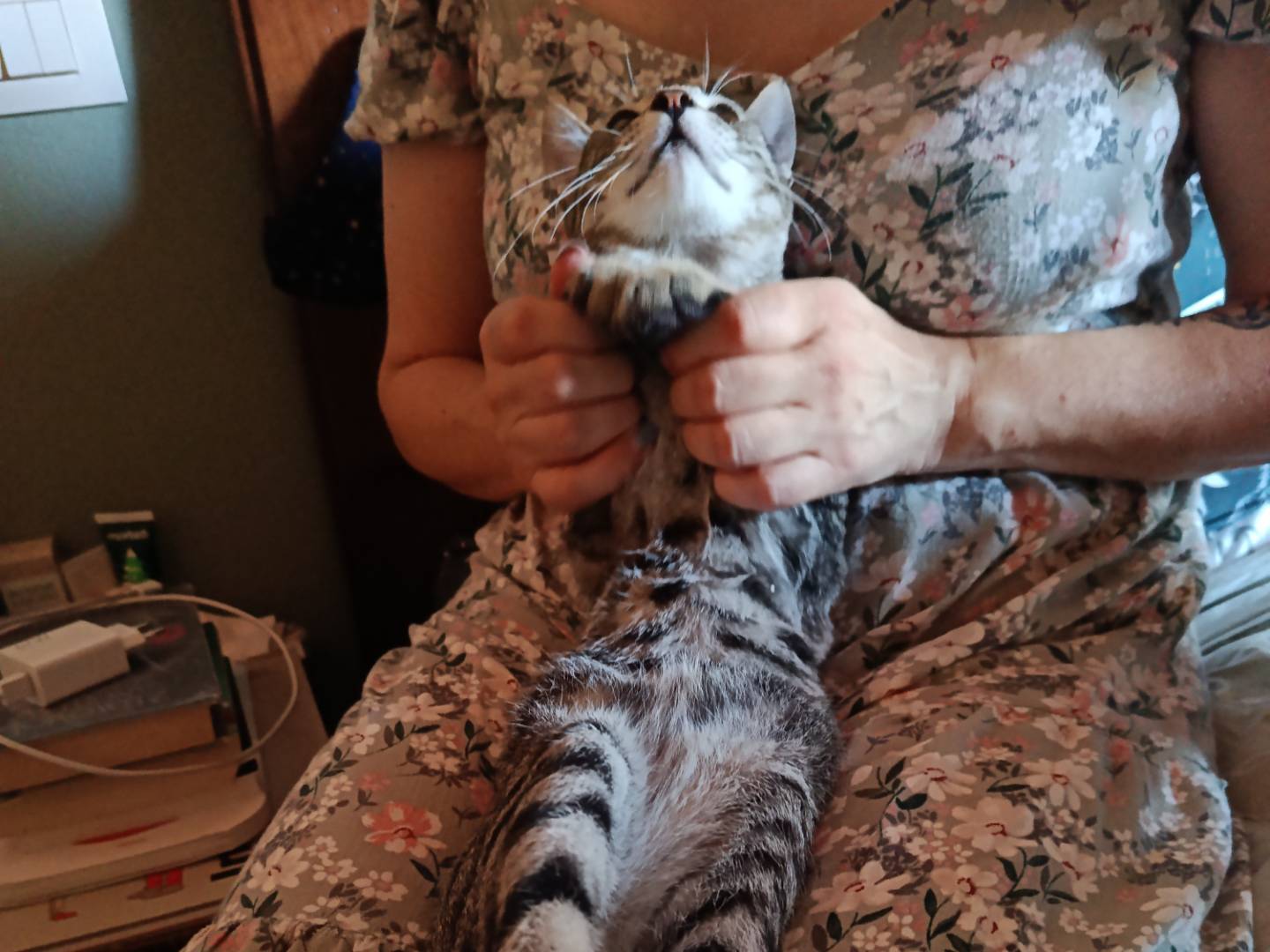 Adotta un gatto, maschio, 4 mesi, Pavia