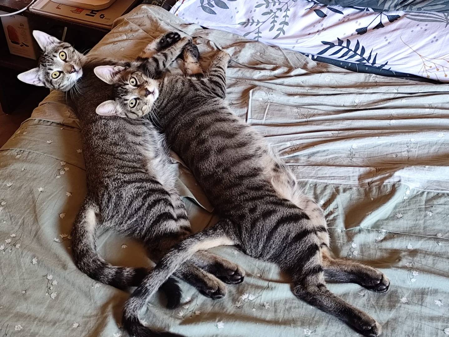 Adozione gatto, maschio, Razza sconosciuta Razza sconosciuta, 4 mesi, taglia non valida, Pavia