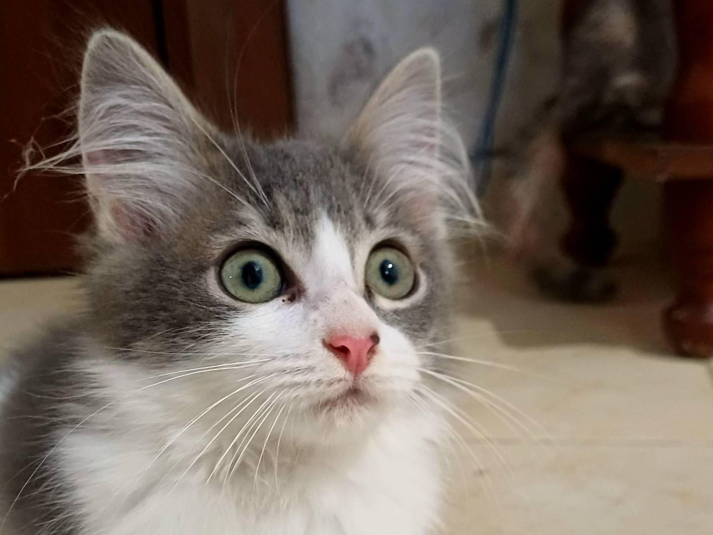 Adotta un gatto, taglia non valida, femmina, Lecce