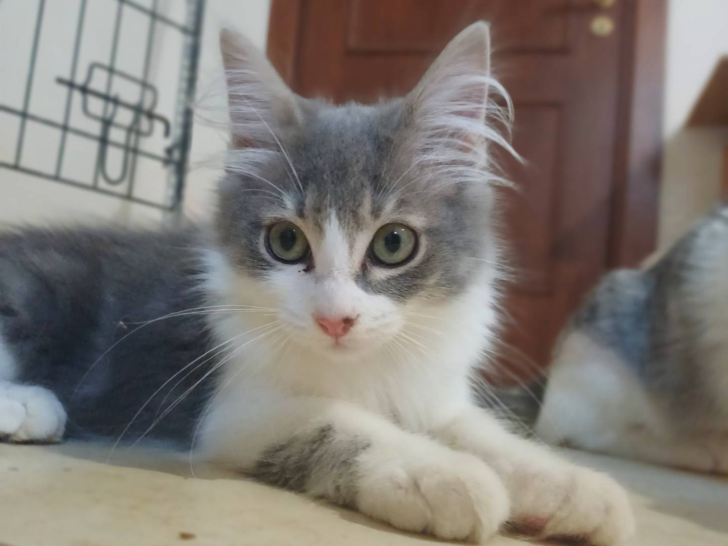 Vuoi adottare un gatto a Lecce?