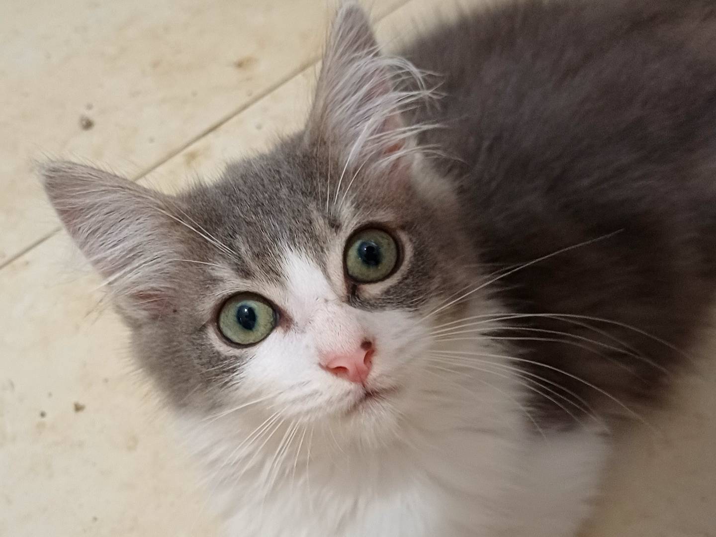 Adotta un gatto, femmina, 3 mesi, Lecce