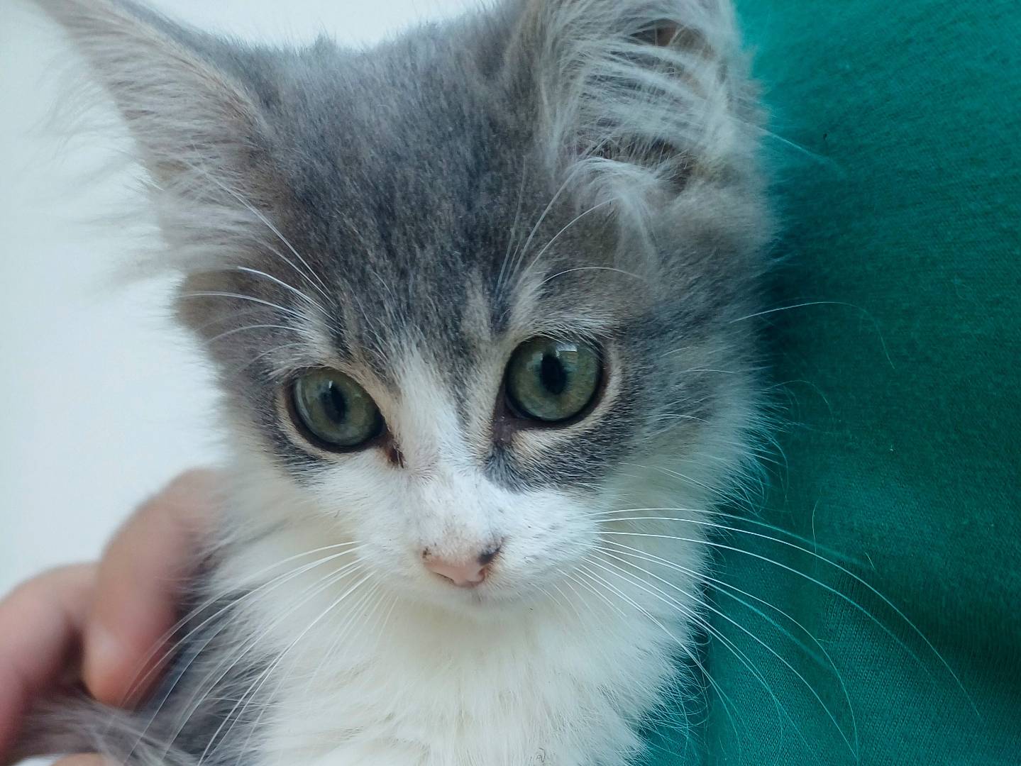 Adozione gatto, femmina, Razza sconosciuta Razza sconosciuta, 3 mesi, taglia non valida, Lecce