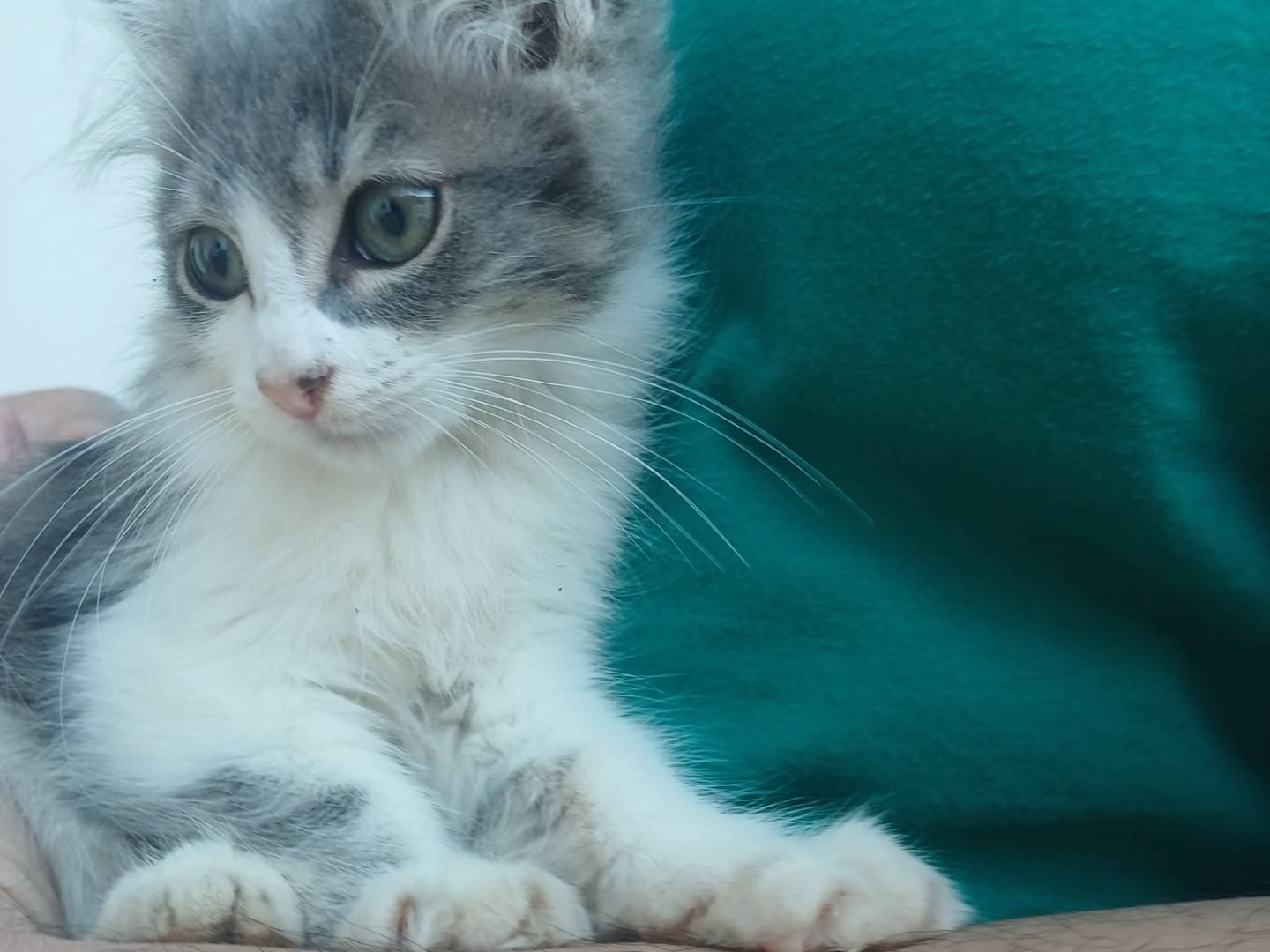 Adotta il gatto Pixie a Lecce