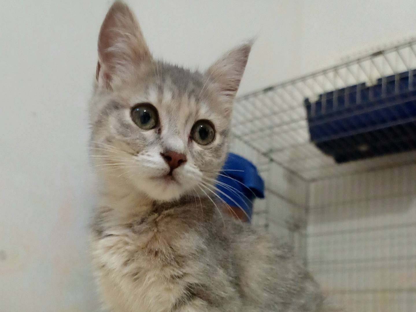 Adotta un gatto, femmina, 3 mesi, Lecce