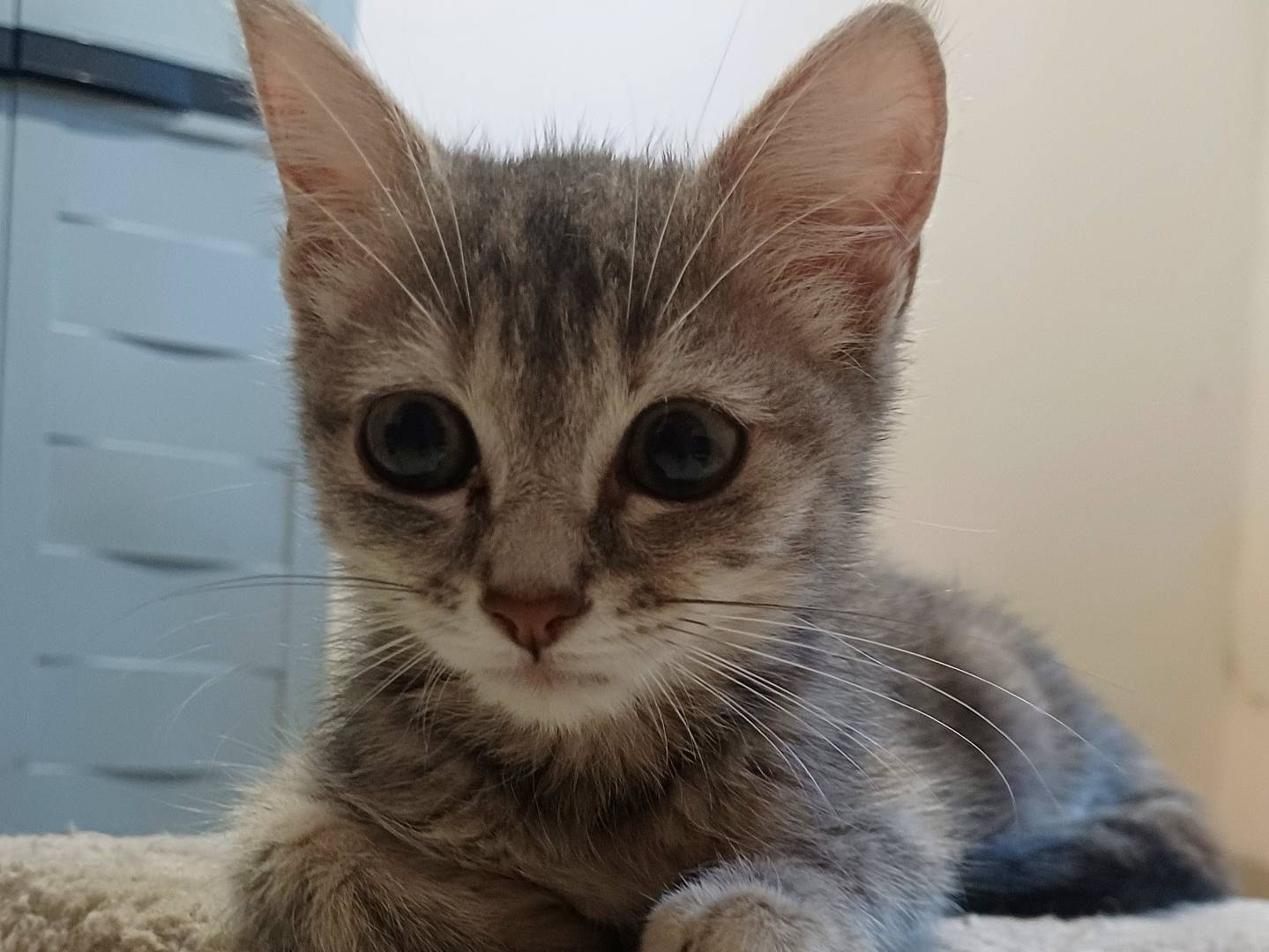 Adotta un gatto, taglia non valida, femmina, Lecce