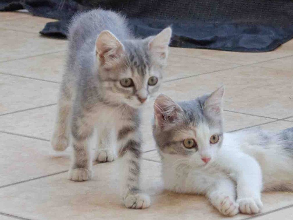 Vuoi adottare un gatto a Lecce?