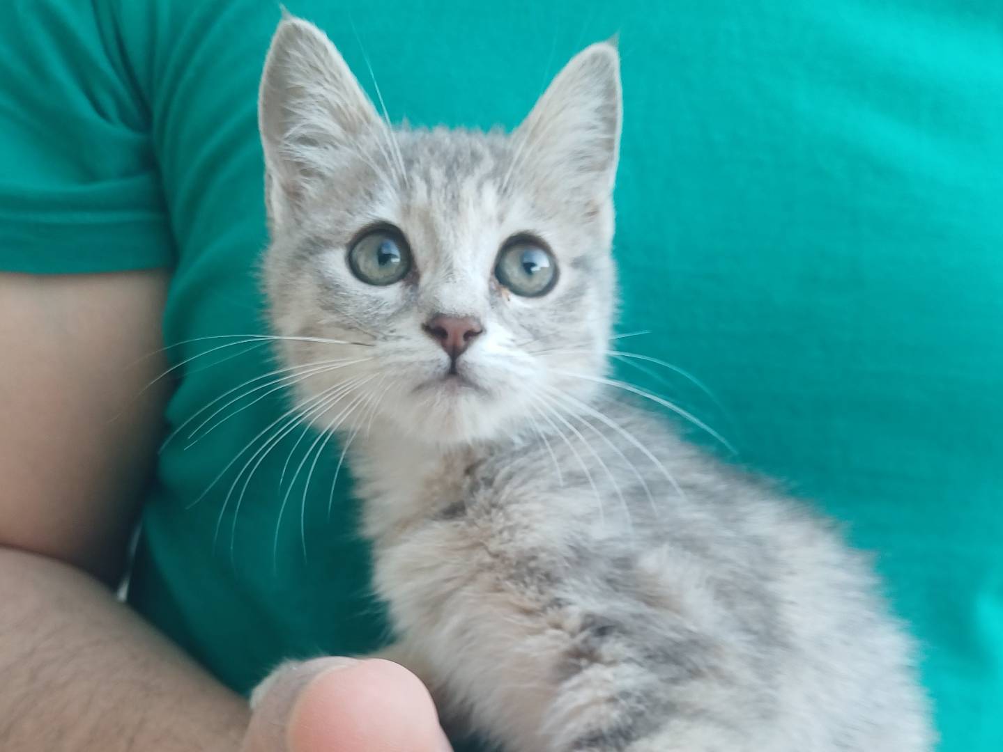 Adozione gatto, femmina, Razza sconosciuta Razza sconosciuta, 3 mesi, taglia non valida, Lecce