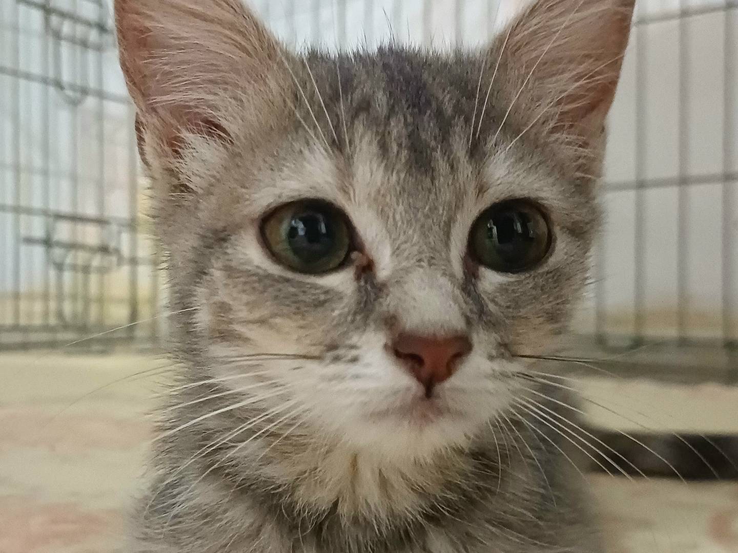Adotta un gatto, femmina, 3 mesi, Lecce
