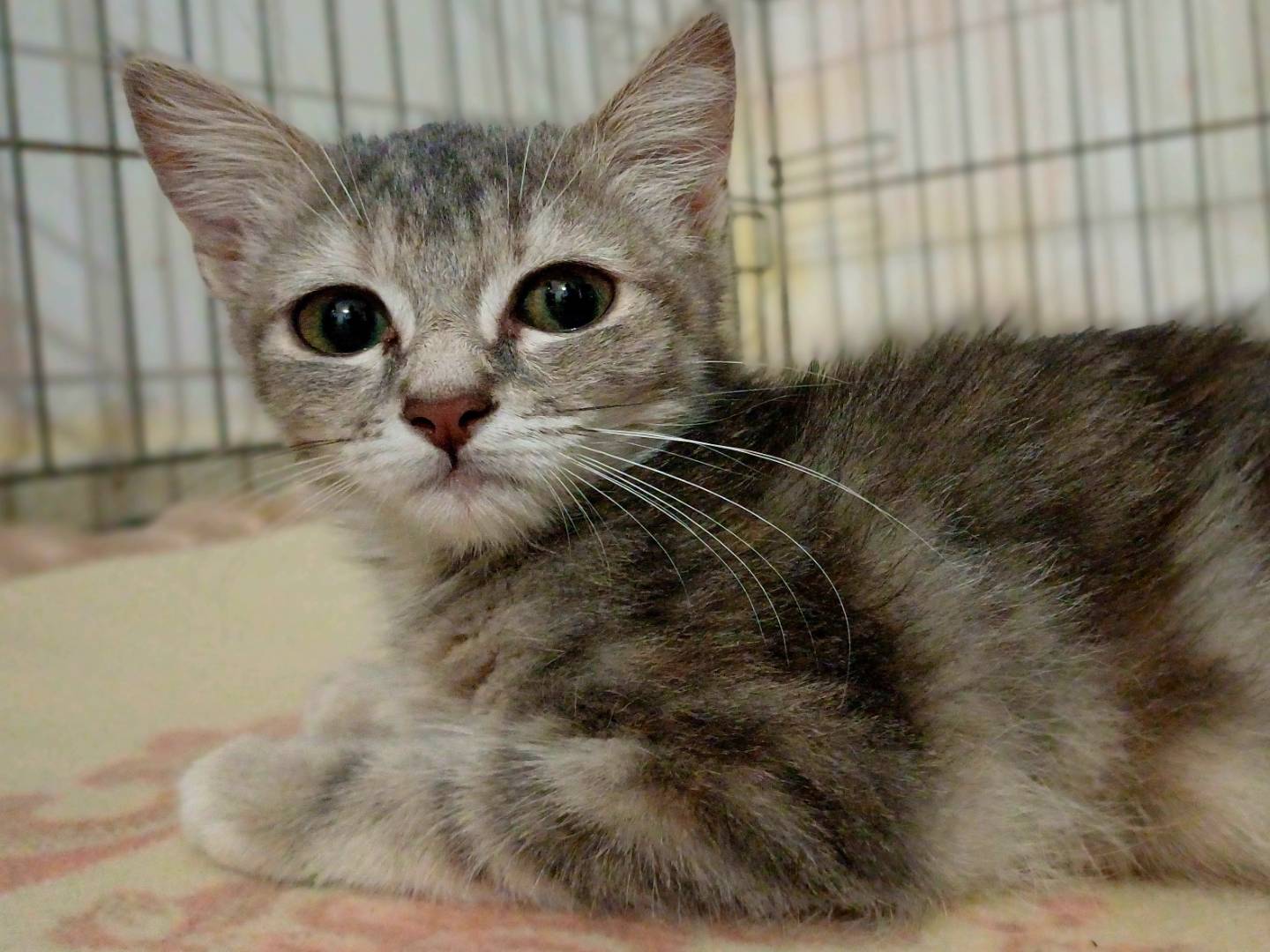 Adotta un gatto, taglia non valida, femmina, Lecce