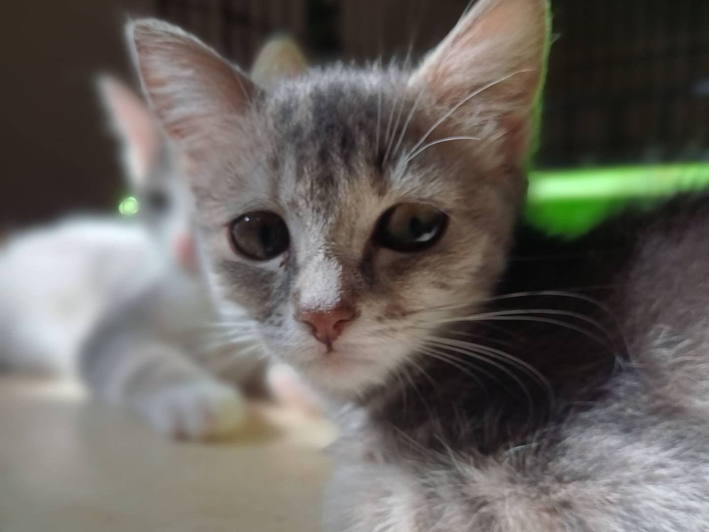 Adozione gatto, femmina, Razza sconosciuta Razza sconosciuta, 3 mesi, taglia non valida, Lecce