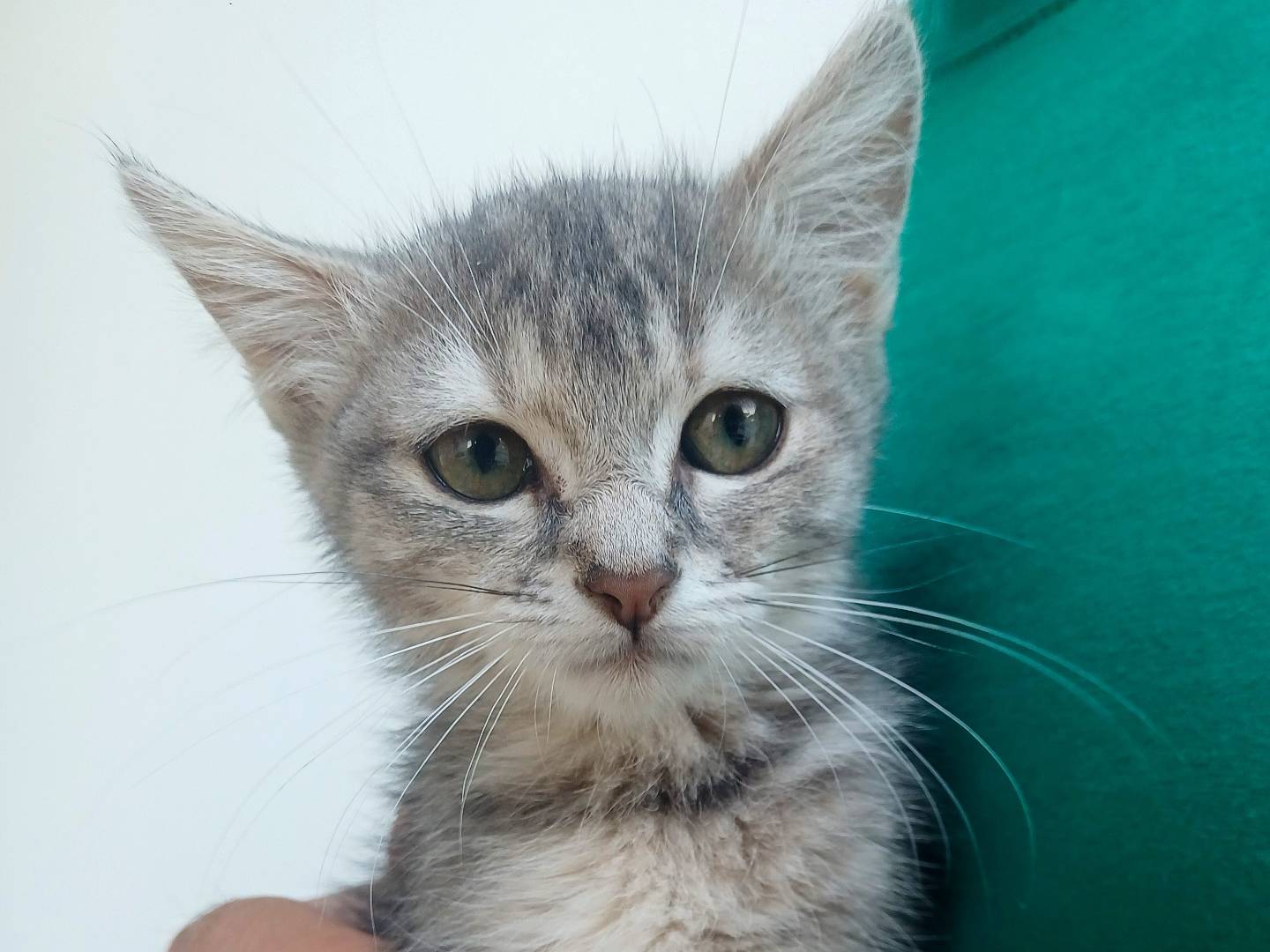 Vuoi adottare un gatto a Lecce?