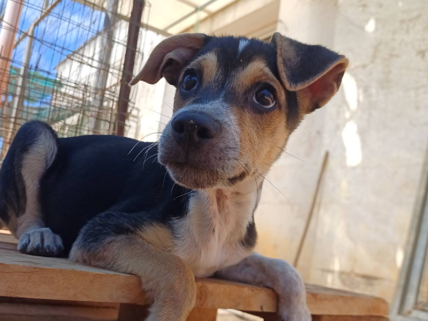 Adotta un cane, maschio, 3 mesi, Lecce
