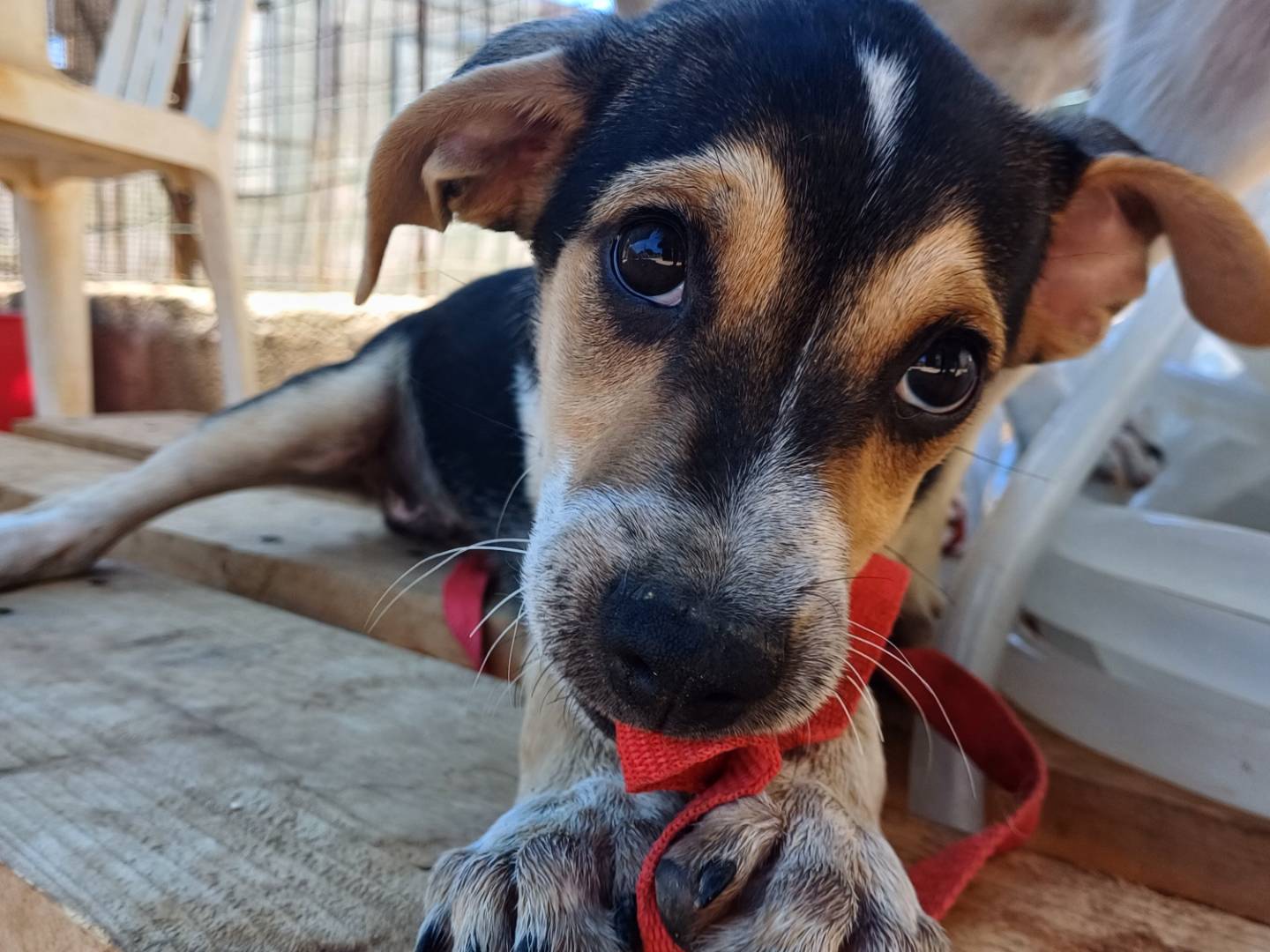 Adozione cane, maschio, Razza sconosciuta Razza sconosciuta, 3 mesi, taglia media, Lecce