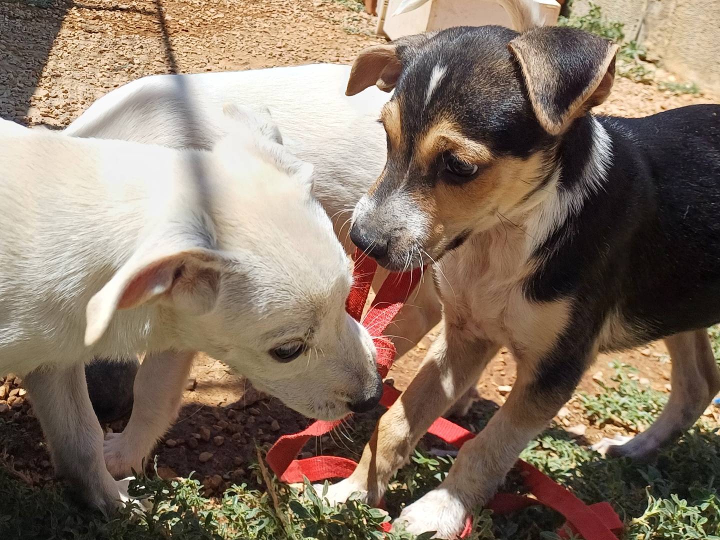 Adotta un cane, taglia media, maschio, Lecce