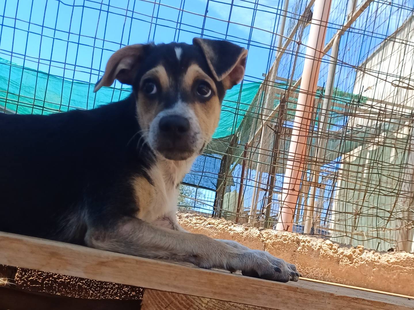 Vuoi adottare un cane a Lecce?
