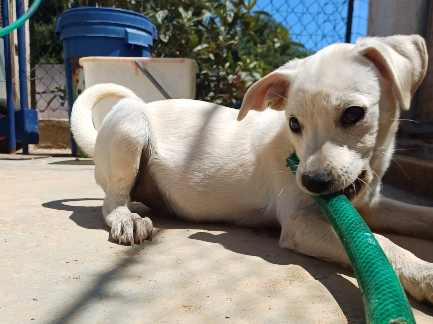 Vuoi adottare un cane a Lecce?