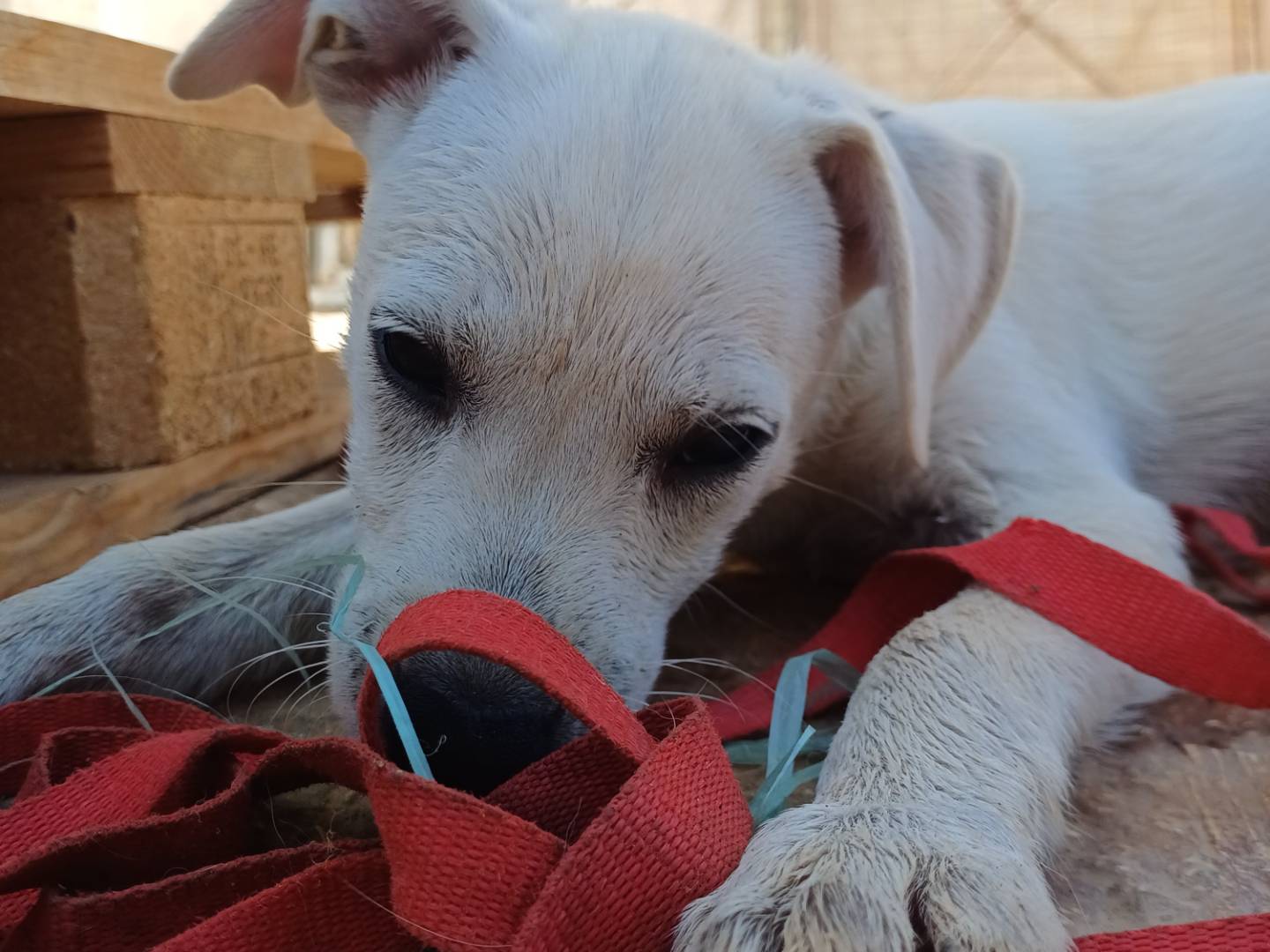 Adotta un cane, femmina, 3 mesi, Lecce