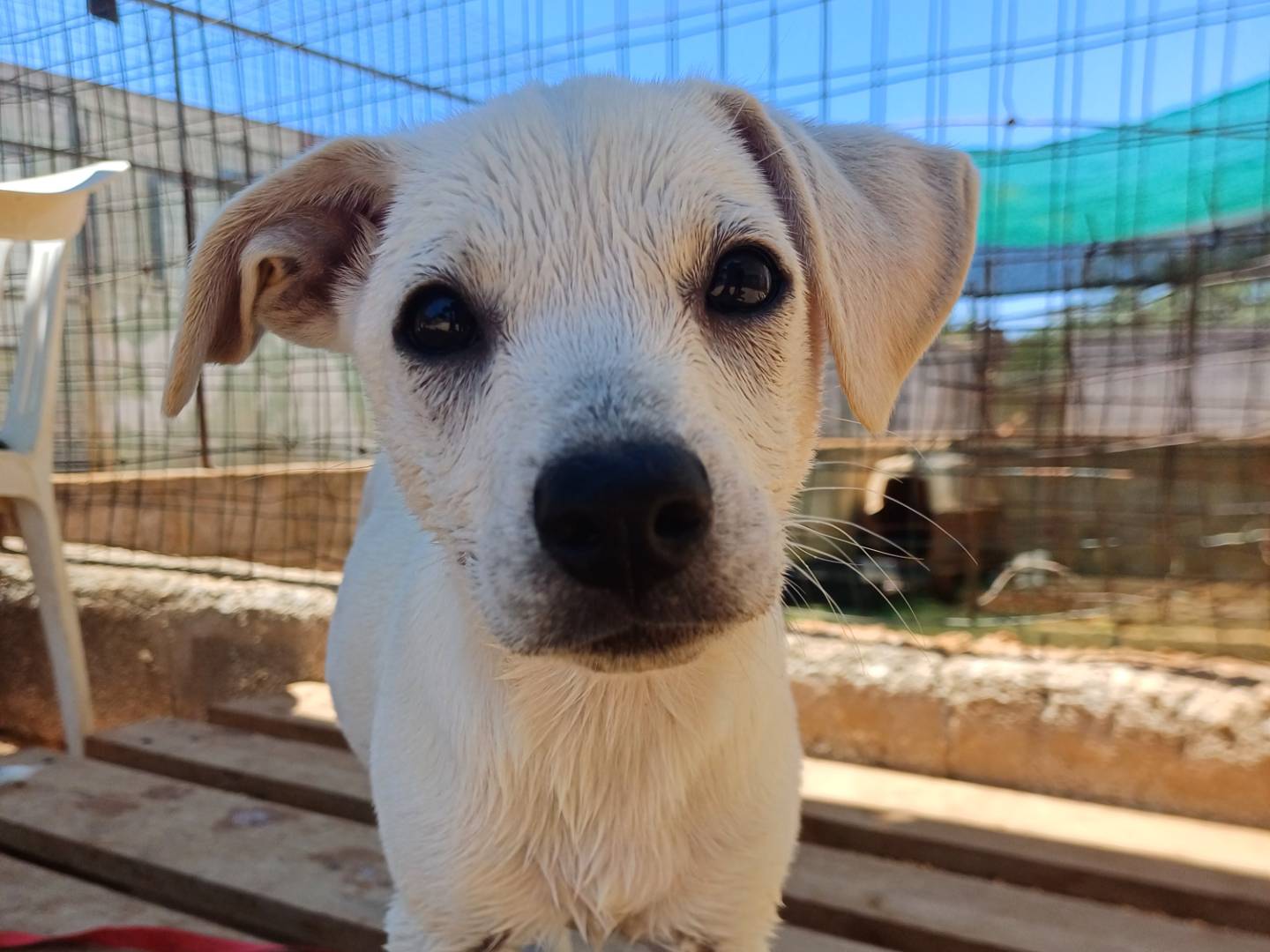 Adotta un cane, taglia media contenuta, femmina, Lecce