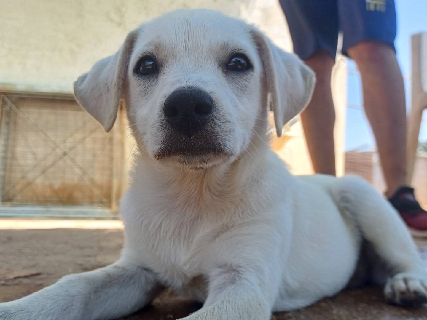 Adozione cane, femmina, Razza sconosciuta Razza sconosciuta, 3 mesi, taglia media contenuta, Lecce