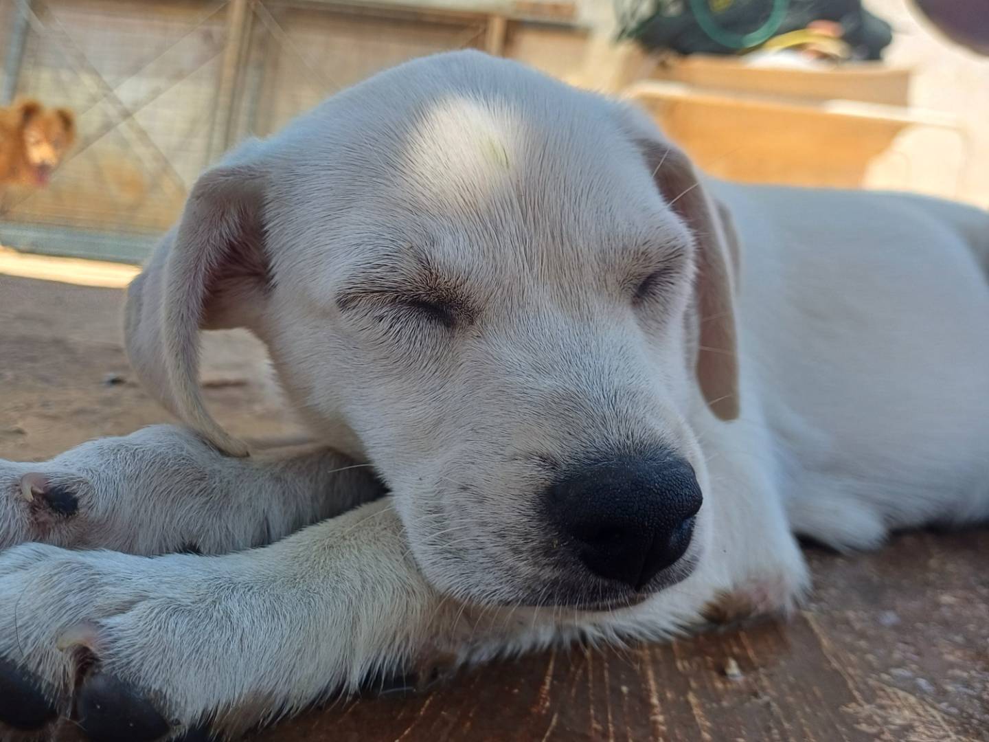 Adotta il cane Bree a Lecce