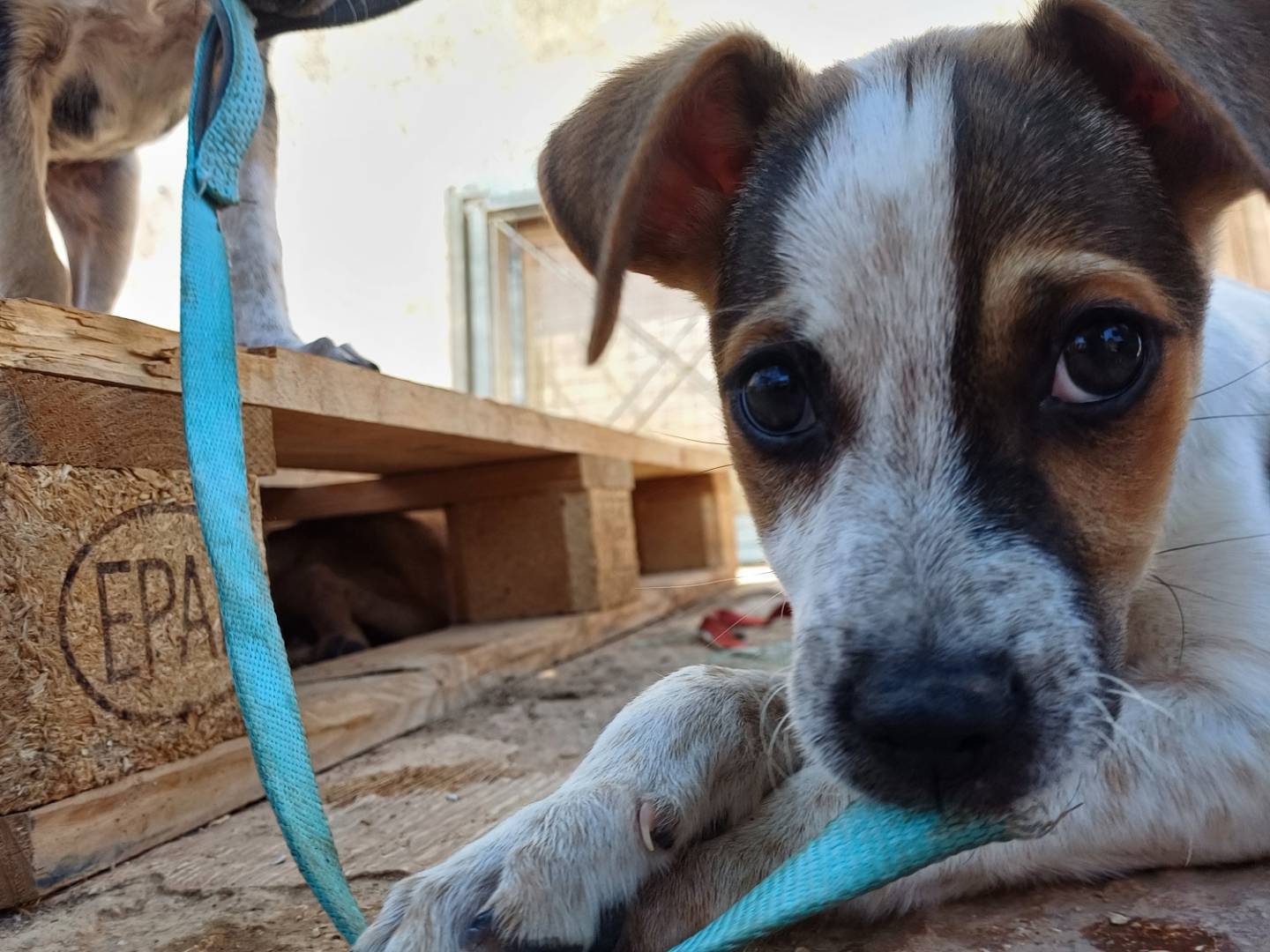 Adotta un cane, maschio, 3 mesi, Lecce