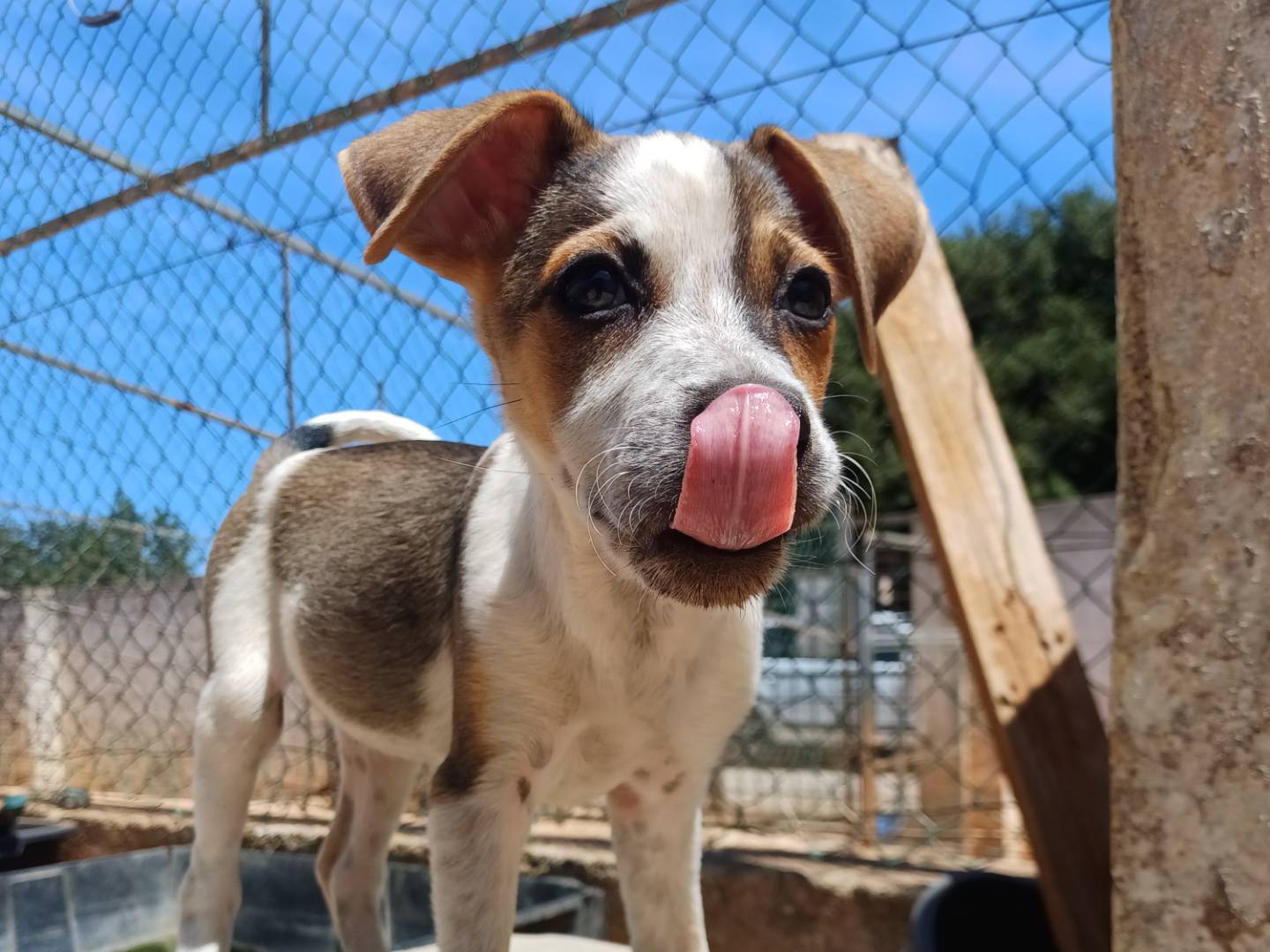 Adozione cane, maschio, Razza sconosciuta Razza sconosciuta, 3 mesi, taglia media contenuta, Lecce