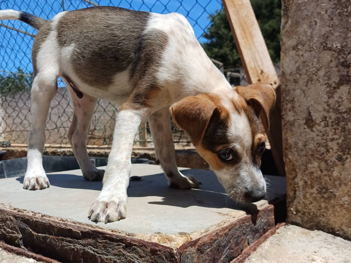 Adotta un cane, taglia media contenuta, maschio, Lecce
