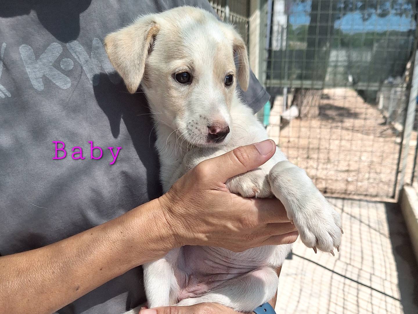 Adotta un cane, femmina, 2 mesi, Bari