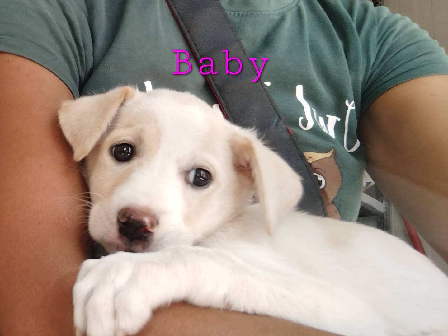 Adotta un cane, taglia media, femmina, Bari