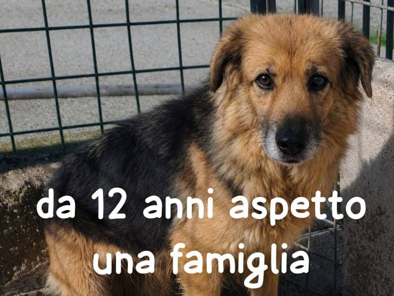 Adozione cane, femmina, Razza sconosciuta Razza sconosciuta, 12 anni e 1 mese, taglia media, Padova