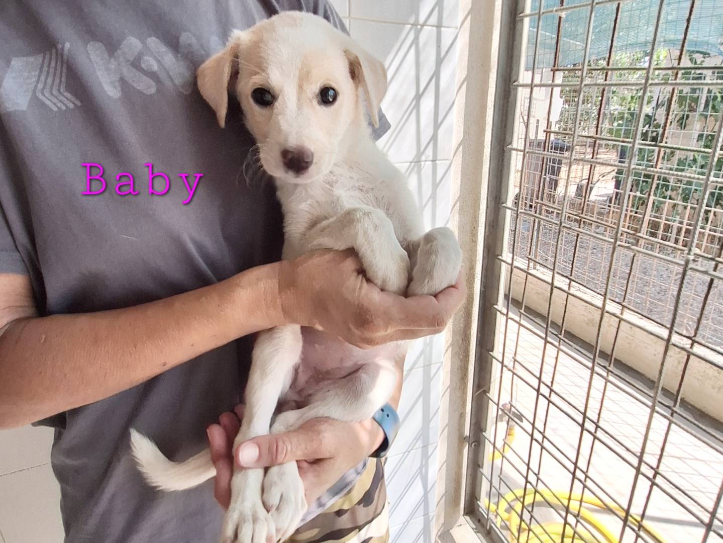 Adotta il cane Baby a Bari