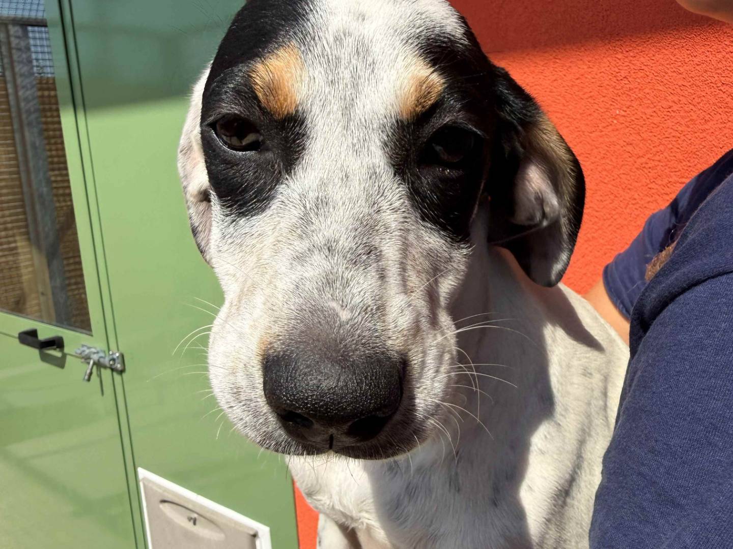 Adotta un cane, femmina, 6 mesi, Milano