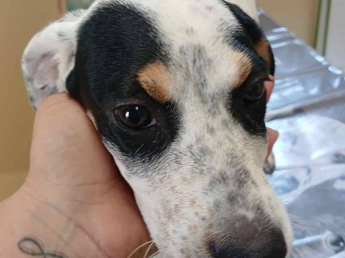 Adotta un cane, taglia media, femmina, Milano