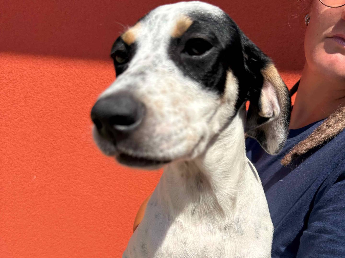 Vuoi adottare un cane a Milano?