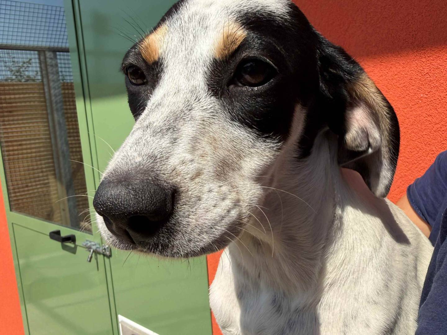Adozione cane, femmina, Razza sconosciuta Razza sconosciuta, 6 mesi, taglia media, Milano