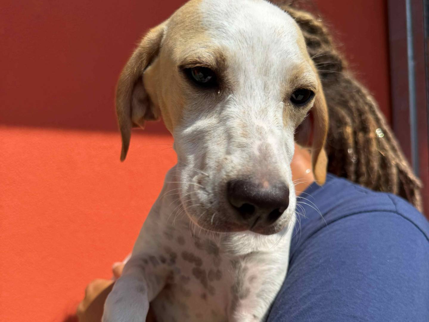 Adotta un cane, femmina, 6 mesi, Milano