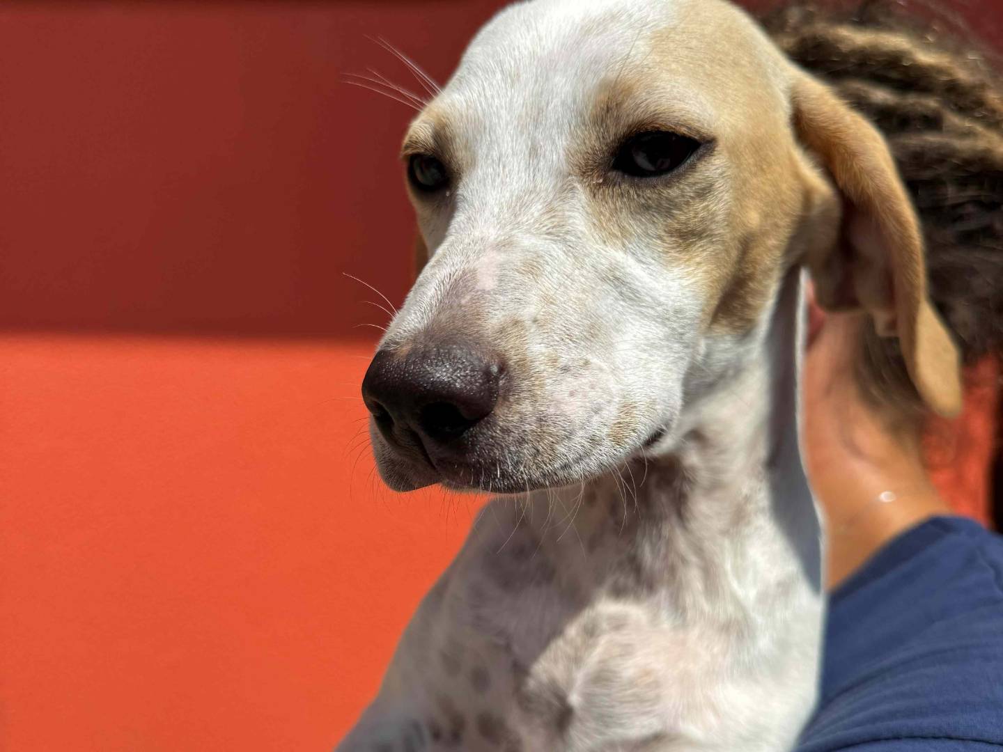 Adotta un cane, taglia media contenuta, femmina, Milano