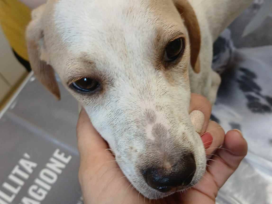 Vuoi adottare un cane a Milano?